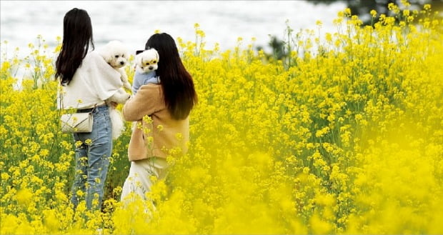 [포토] 반려견과 함께 유채꽃밭 나들이 