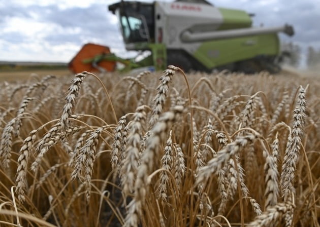 정부가 국제 곡물가격 상승과 식량안보 위협 등에 대응하기 위해 국산 밀 수매를 늘린다. 사진은 지난 2020년 러시아 옴스크 지역의 트리티쿰 농장에서 콤바인이 밀을 수확하는 모습. 연합뉴스