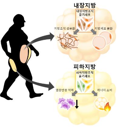 내장지방이 피하지방보다 해로운 이유…국내 연구진 첫 규명