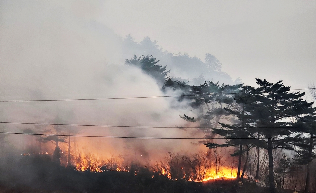 [동해안 산불]    最近の大規模な火災の理由は何ですか？"木が多いから"