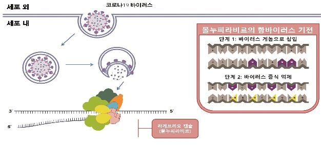 먹는 코로나약 '라게브리오' 성인 대상 긴급승인…국내 두 번째