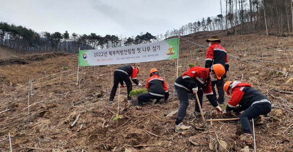 북부지방산림청, 올해 첫 나무 심기…여의도 2.3배 660㏊ 목표