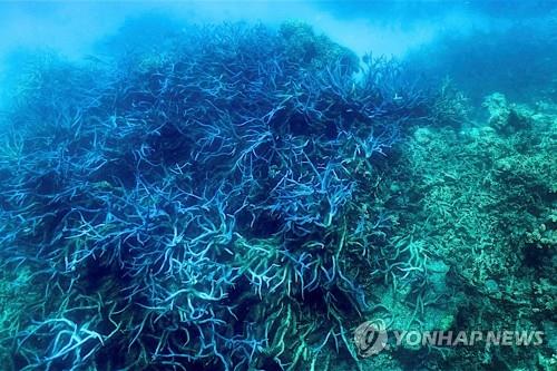 호주 세계최대 산호초에 대규모 백화현상…"라니냐 시기 첫사례"