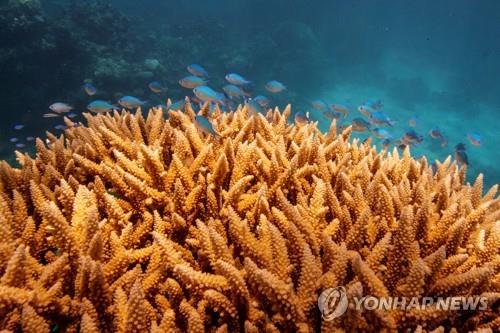 호주 세계최대 산호초에 대규모 백화현상…"라니냐 시기 첫사례"