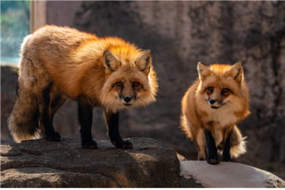 호기심 많은 ‘붉은 여우’ 남매, 서울어린이대공원 새 식구로