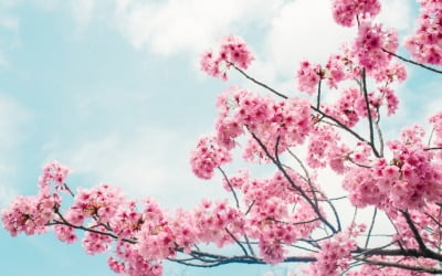 4월 1일엔 서울서도 벚꽃 본다