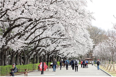 벚꽃 명소 서울대공원, `꽃의 숲 산책` 코스 공개