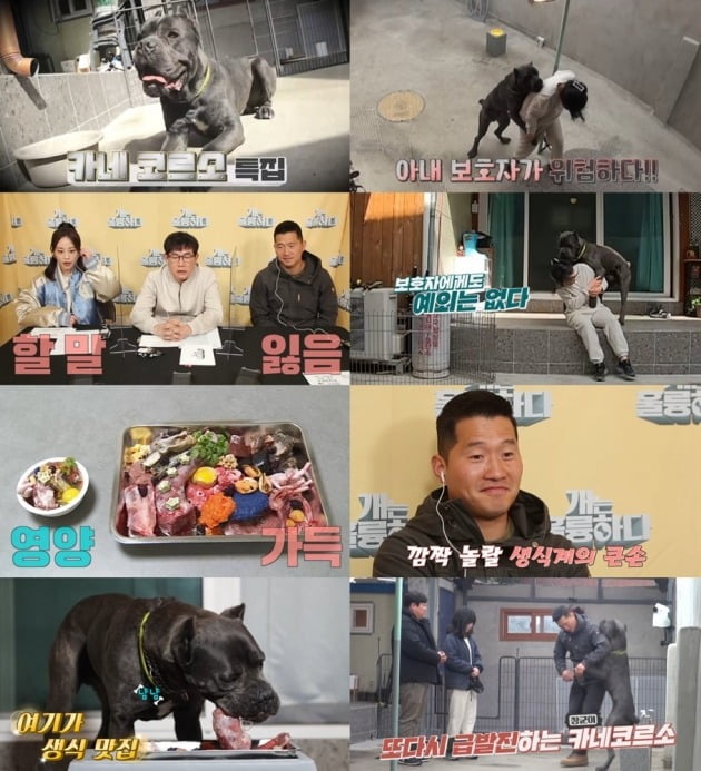 사진제공=KBS2 ‘개는 훌륭하다’