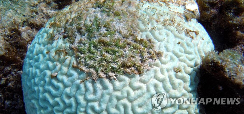 [기후 위기와 해양] ⑩ 물고기 서식지 산호초가 사라진다