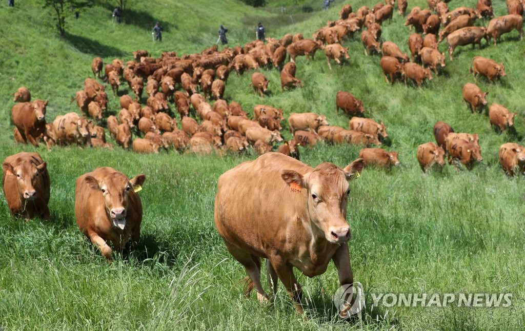 건강하고 윤리적인 육식은 가능한가…'소고기를 위한 변론'