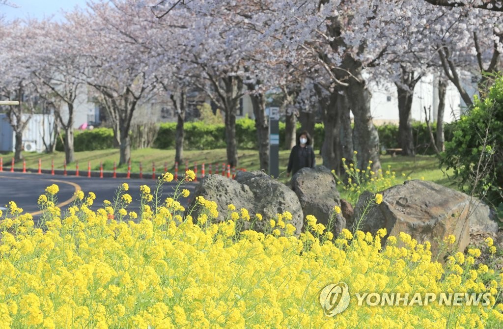 개나리도, 벚꽃도 늦어져…제주 봄꽃 소식 언제쯤