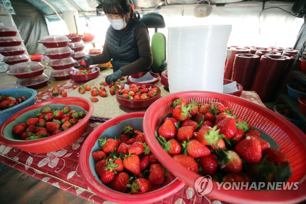 [통통 지역경제] 딸기 시배지 밀양…딸기 수출로 함박웃음