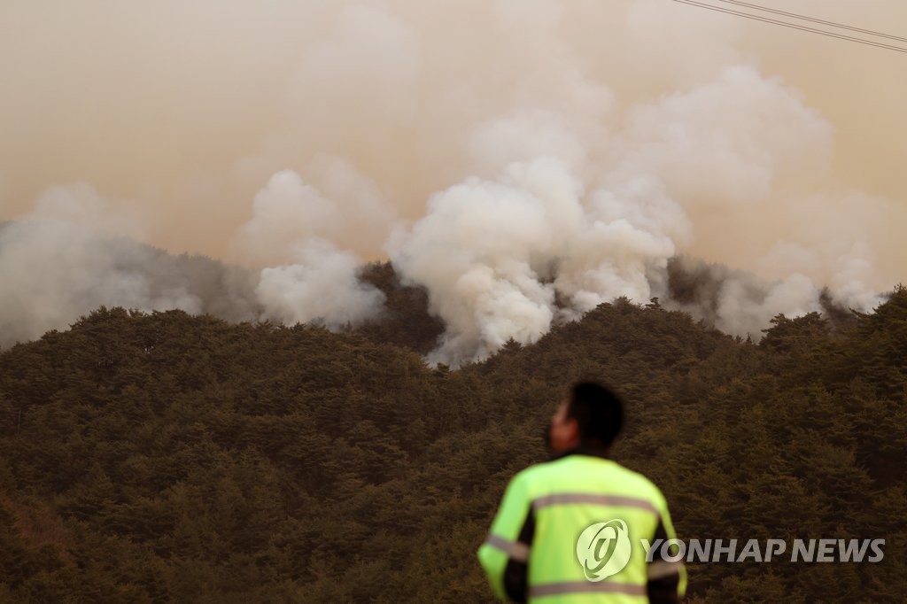 [동해안 산불] 국보 1호 숭례문 복원에도 쓰였는데…금강송 군락지 뚫려