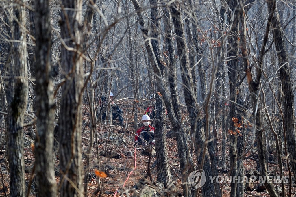 산림청장 "금강송 군락지, 주변부 일부만 불에 타…야간 감시"