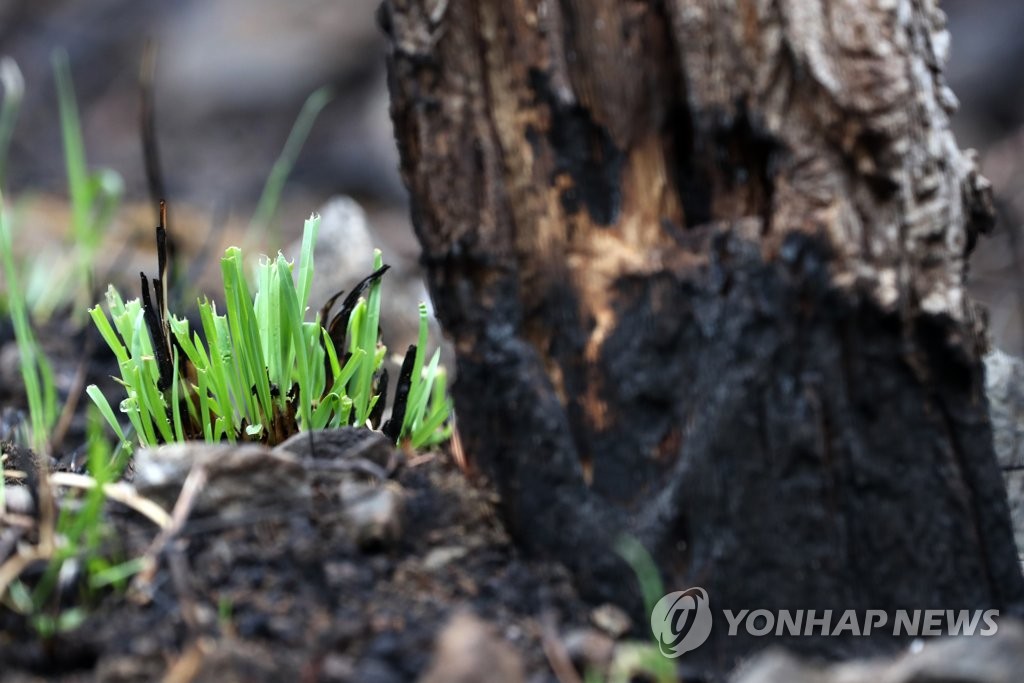 강릉시장 "머리 숙여 깊이 죄송하다" 동해 산불피해 사과·위로