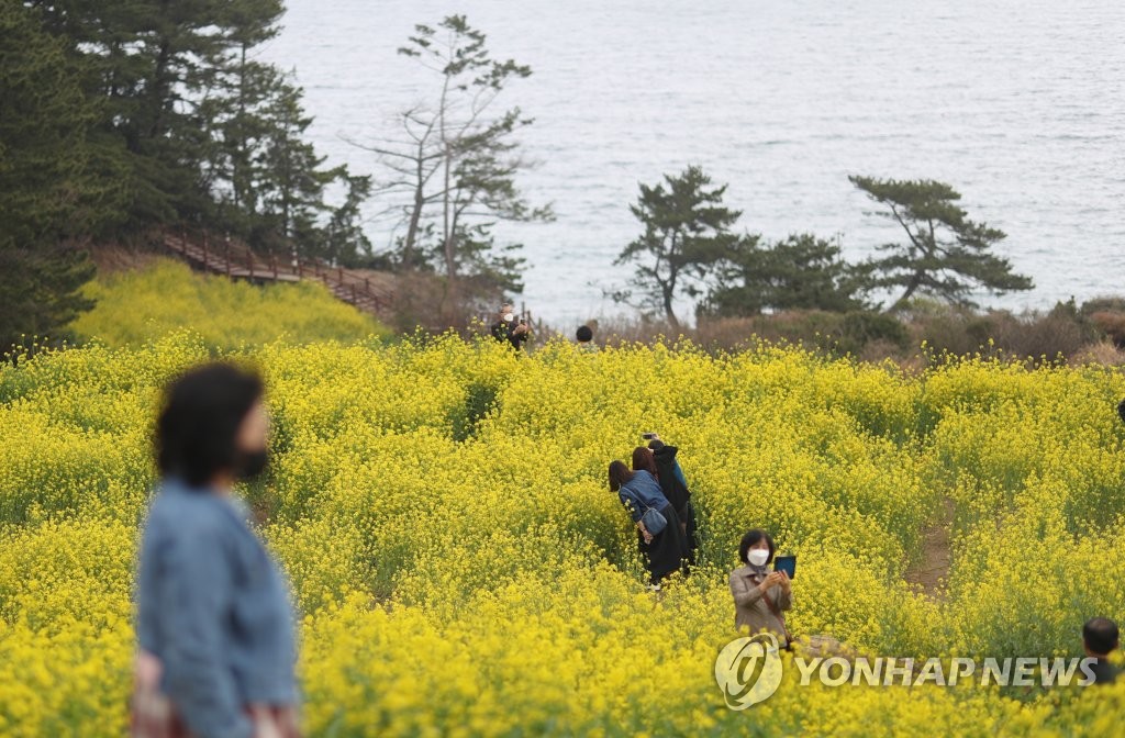 거제 학동마을 유채꽃밭…바다 너머 봄이 도착했네