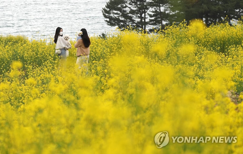 거제 학동마을 유채꽃밭…바다 너머 봄이 도착했네