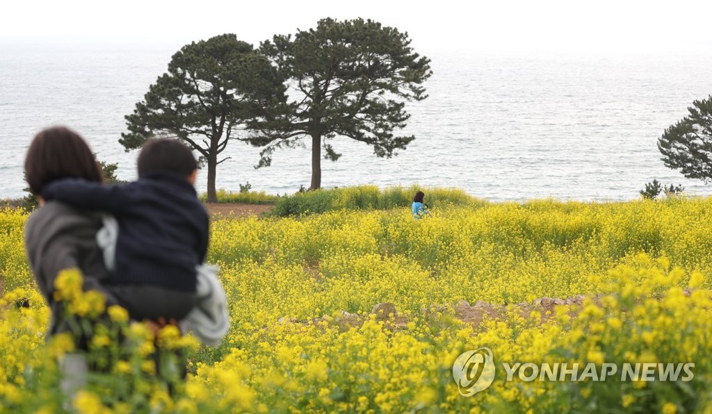 거제 학동마을 유채꽃밭…바다 너머 봄이 도착했네