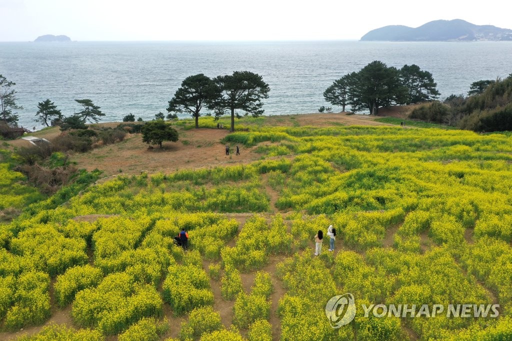 거제 학동마을 유채꽃밭…바다 너머 봄이 도착했네