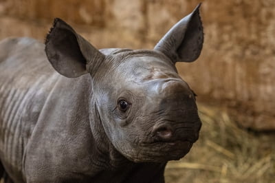 체코 동물원, 멸종위기 아기 코뿔소에 '우크라 수도' 이름 붙여