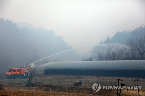 금강송 근접 불 머리 제압에 총력전…강릉·동해는 진화에 속도