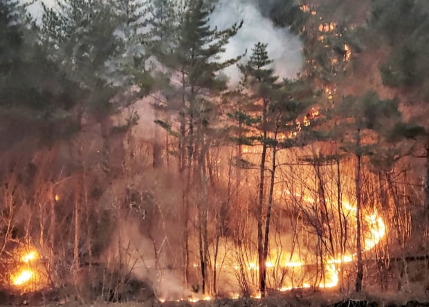 東海岸の火災最近の大規模な山火事の理由…木がたくさんあるからです