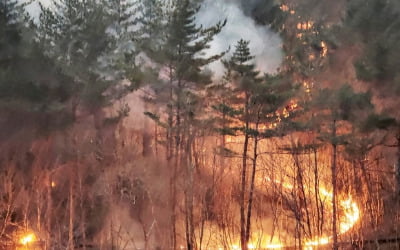[동해안 산불] 최근 산불 대형화 이유는?…"나무 많아졌기 때문"