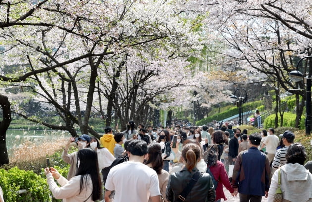 [포토] 석촌호수 벚꽃길 휴일 인파