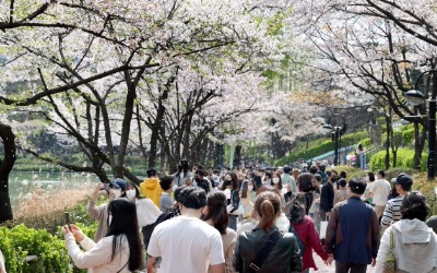  석촌호수 벚꽃길 휴일 인파