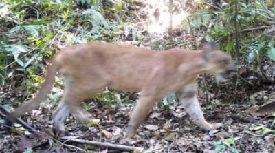 멸종위기 '갈색 재규어·긴꼬리 고양이' 포착…코로나19 덕분?