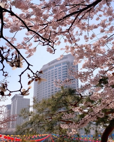 거리두기 풀렸다, 봄나들이 가자…호텔들 '꽃캉스 패키지'