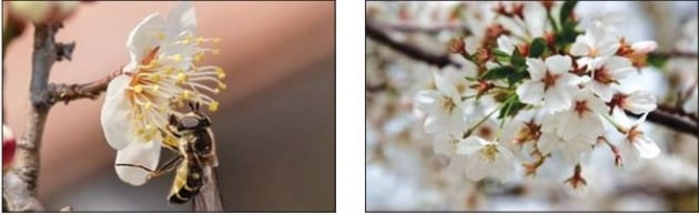매화(왼쪽)는 잎줄기가 없어 가지에 바짝 붙어 피고, 벚꽃은 잎줄기가 있어 가지와 떨어져 핀다.