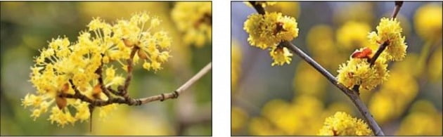 산수유(왼쪽)는 꽃자루가 길고 꽃잎이 자잘하며, 생강나무는 꽃자루가 짧고 꽃잎이 둥글다.