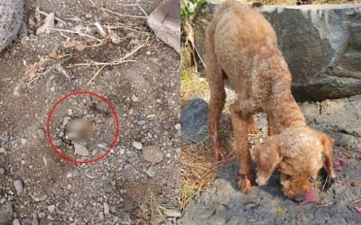 제주도서 또…입·코만 남겨두고 강아지 생매장