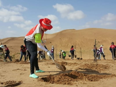 "잠실야구장 25개 규모"…비씨카드, 동북아 사막에 숲 만든다