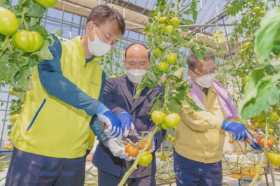 손병환 농협금융 회장, 사천 토마토 농가 방문해 일손돕기 행사