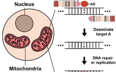 미토콘드리아 유전질환 치료 길 열렸다