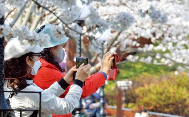 [포토] 벚꽃 만개한 포항