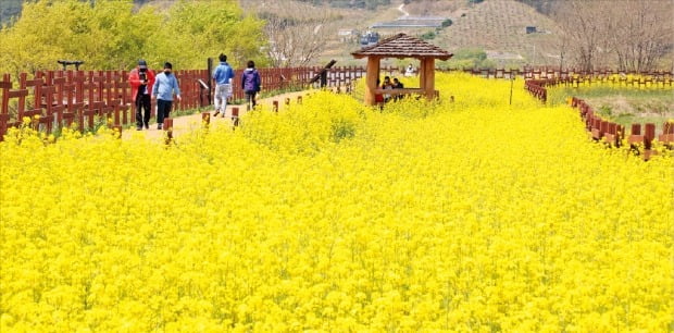 [포토] 창원 덮은 노란 유채꽃 물결 