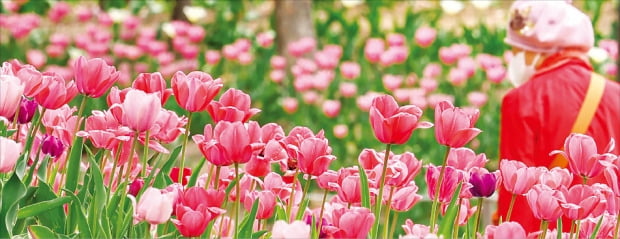 [과학과 놀자] 아름다운 봄꽃들은 빛과 온도가 빚은 합작품