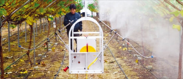 한 농민이 경북 김천 소재 기업인 아이티가 개발한  다목적무인방제기로 샤인머스켓 비닐하우스에서 물을 주고 있다.  아이티 제공 