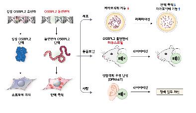 연세대·세브란스 연구진 "유전성 난청 발생·악화 원인 규명"