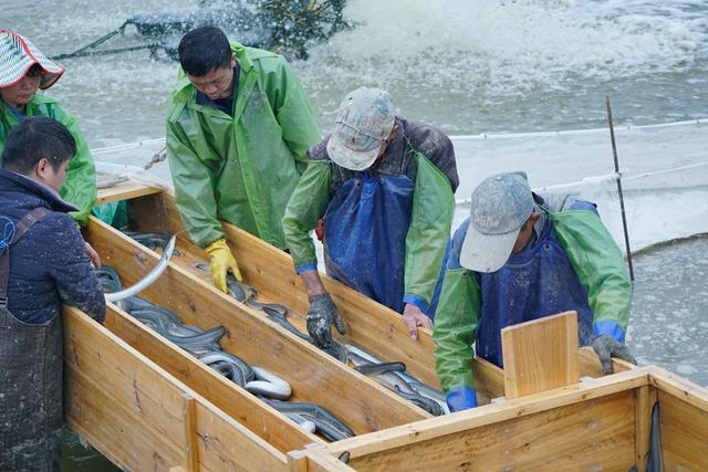 중국산 장어 일본 수출 급증…수출량 21.5%↑