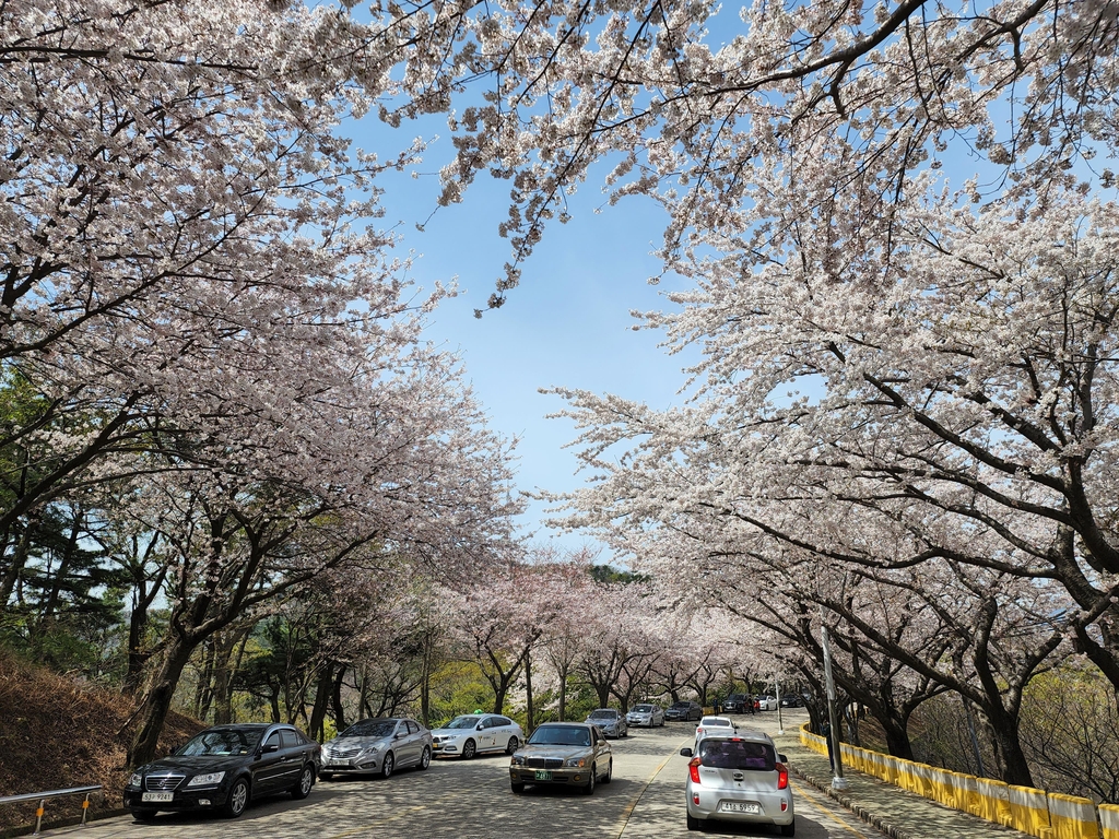 [픽! 부산] 분홍빛 터널 아래 환상의 벚꽃 드라이브