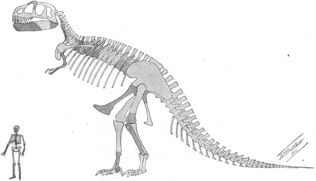 티라노사우루스 짧은 앞다리는 물리지 않기위한 진화?