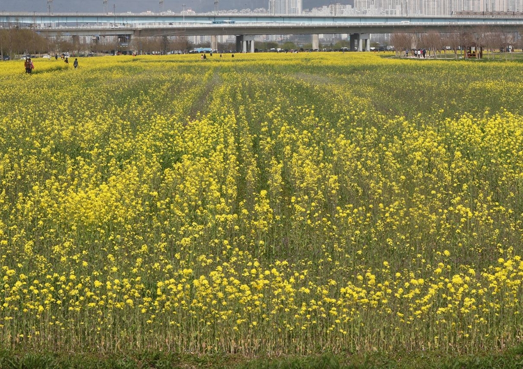 [르포] '전국 최대' 대저생태공원 유채꽃밭 절반이 사라졌다