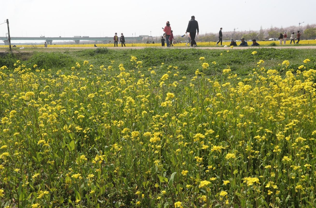 [르포] '전국 최대' 대저생태공원 유채꽃밭 절반이 사라졌다