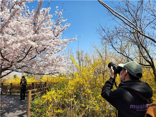 "3년 만에 꽃구경"…개방 앞둔 여의도 벚꽃길 들썩