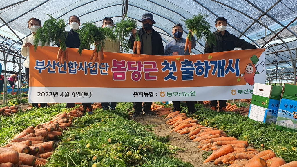 "봄 당근 맛보세요"…부산농협, 당근 첫 출하