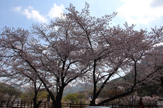 대전기상청 "계룡산 벚꽃 만발"…지난해보다 10일 늦어